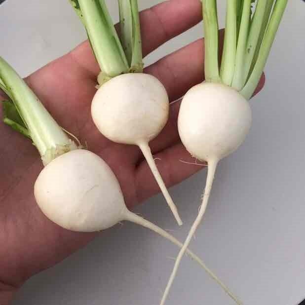 Baby Tokyo Turnips