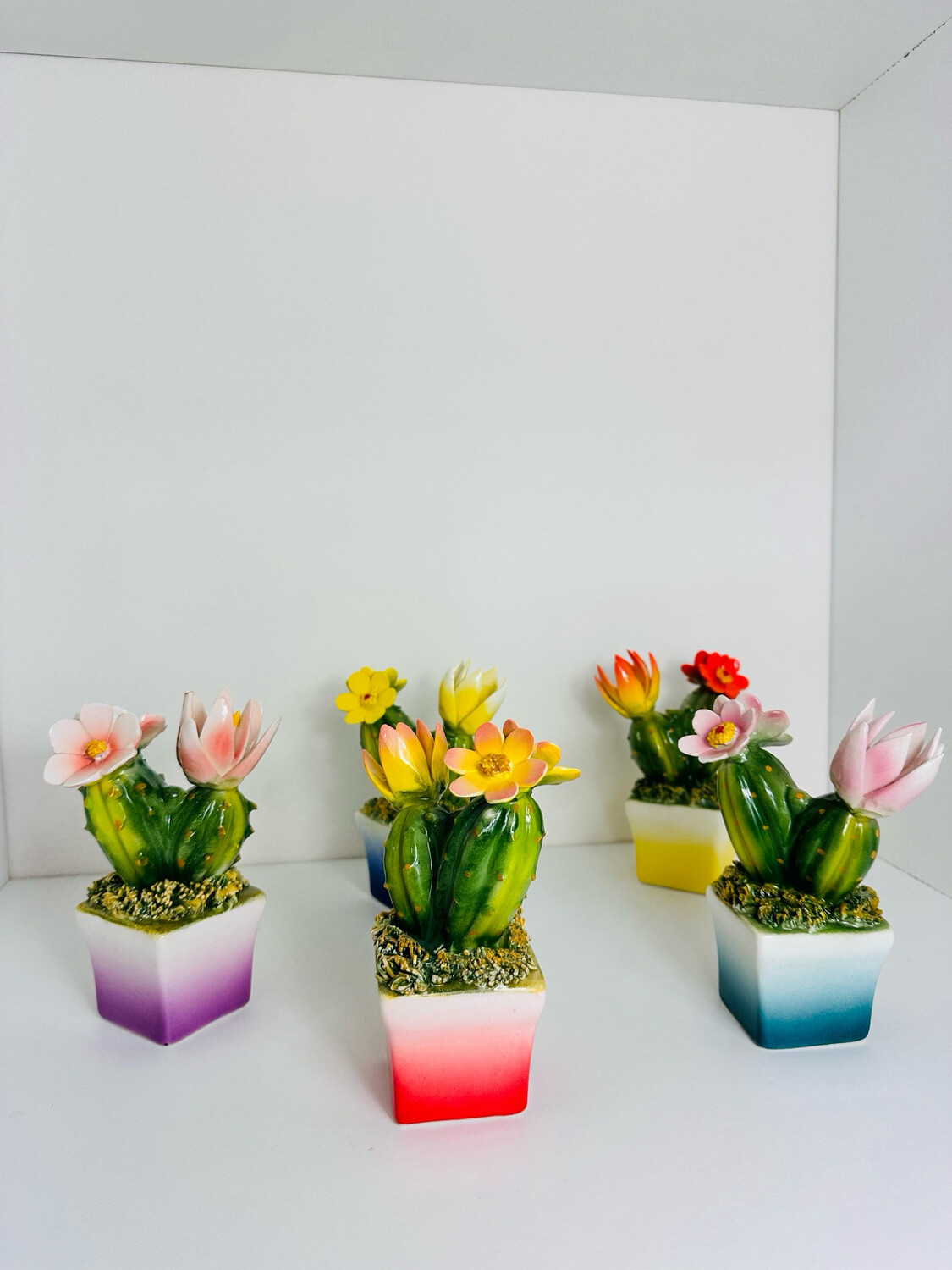 Cactus ,pianta grassa in ceramica