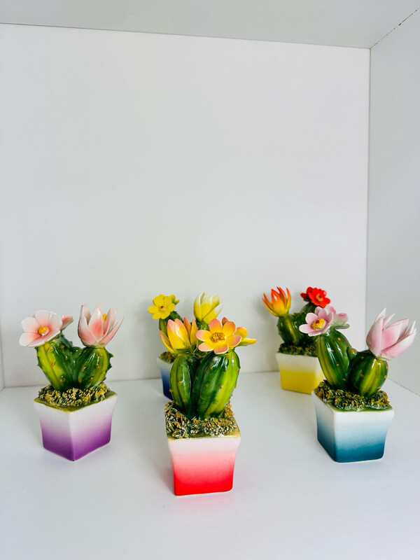 Cactus ,pianta grassa in ceramica