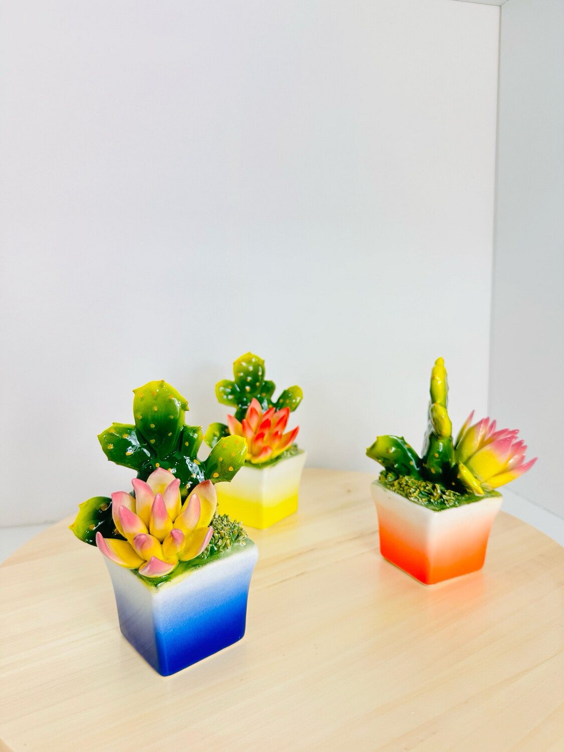Cactus con Crocus in ceramica