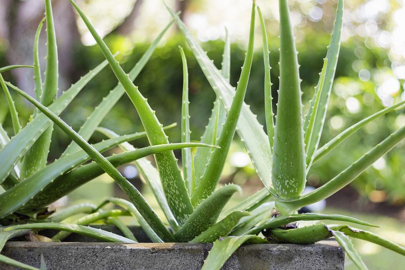 Aloe de isla canaria