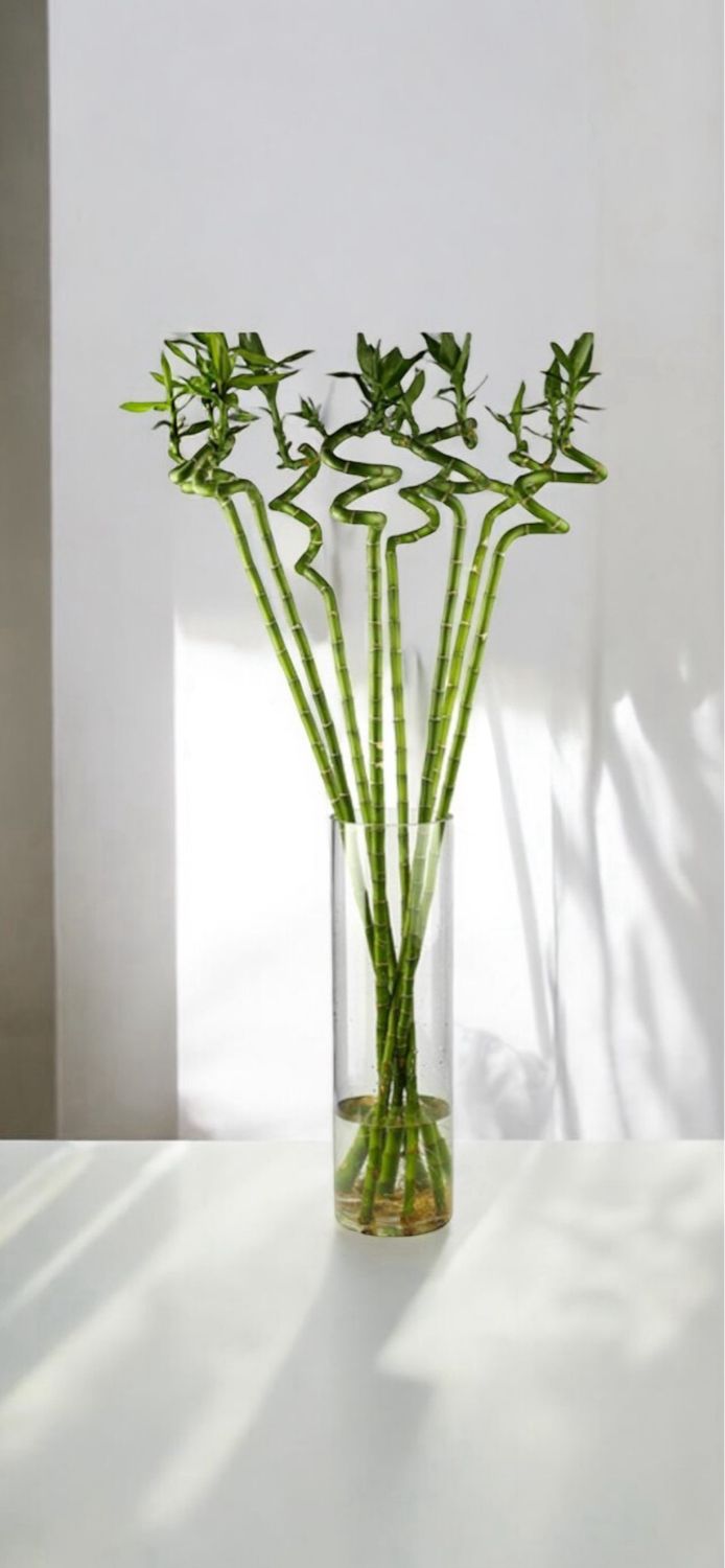 Bamboo