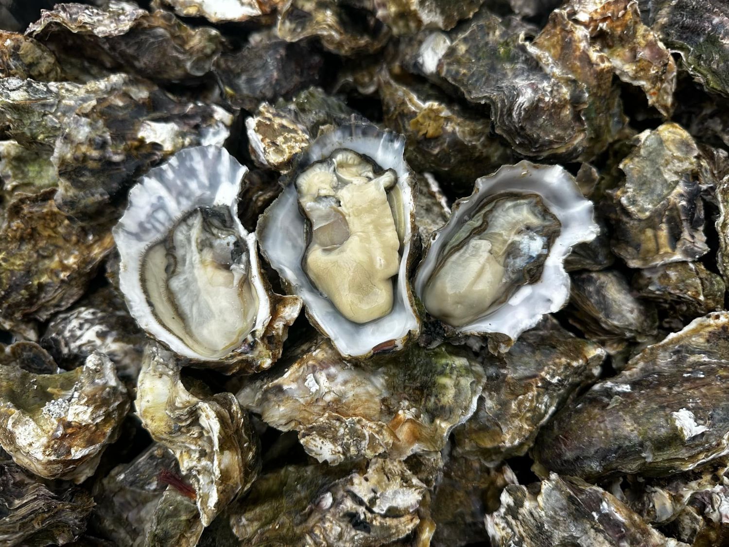 8 doz. Whole Shell Oysters from the Bay of Islands