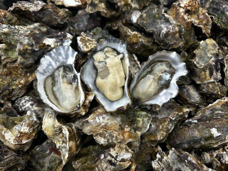 8 doz. Whole Shell Oysters from the Mahurangi River