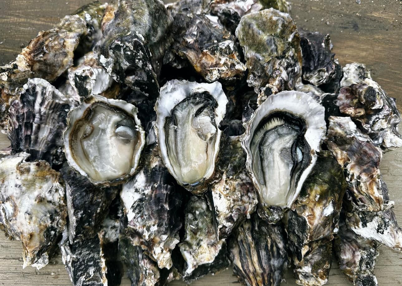 5 doz. Whole Shell Oysters from the Bay of Islands