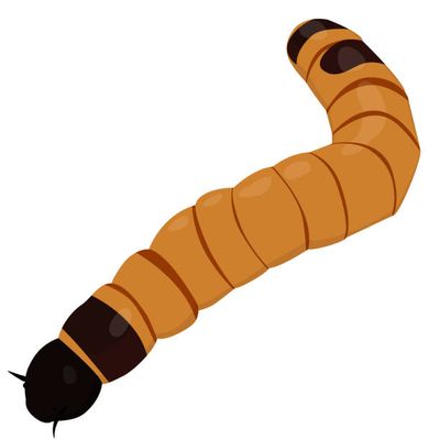 Mealworms