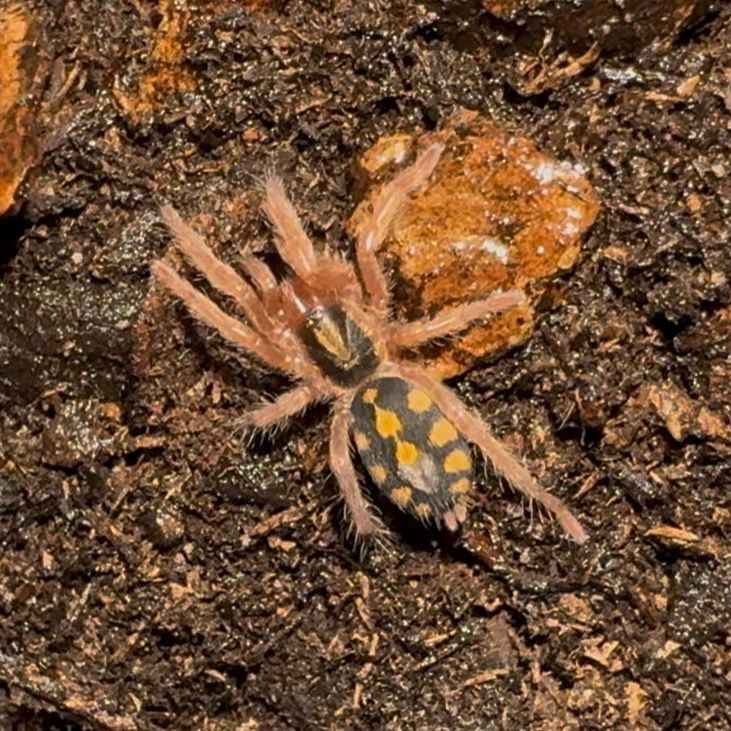 Pumpkin Patch Tarantula