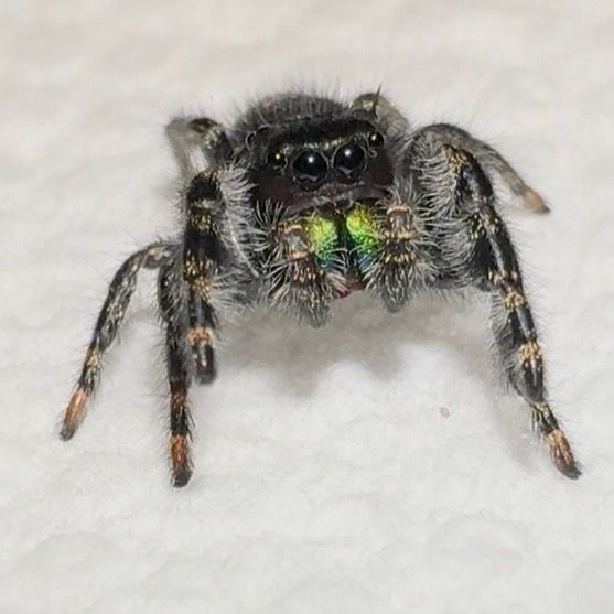 Lemon Sub/adult (Audax)