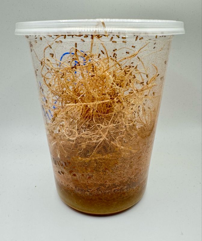 Fruit Fly Culture (Freshly Started)