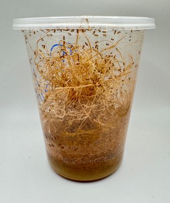 Fruit Flys &amp; DIY Cultures