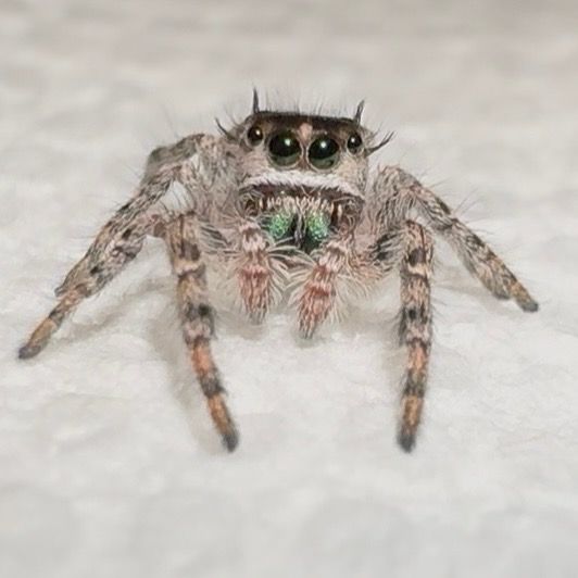 Jim sub/adult (Oti)