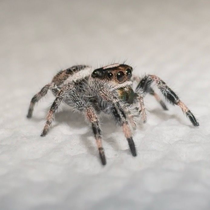 Asher i5 (recessive white)