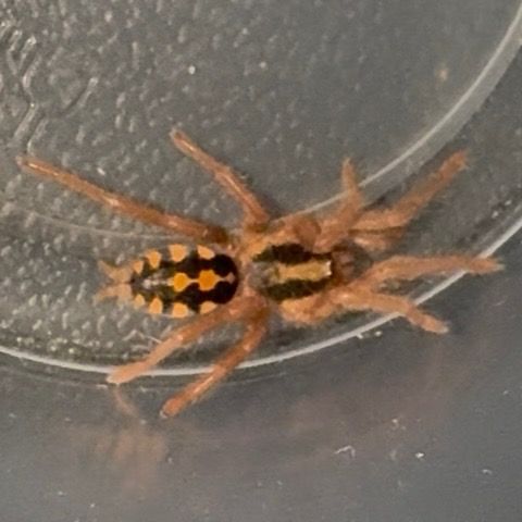 Pumpkin Patch Tarantula (Hapalopus formosus) 3/4”