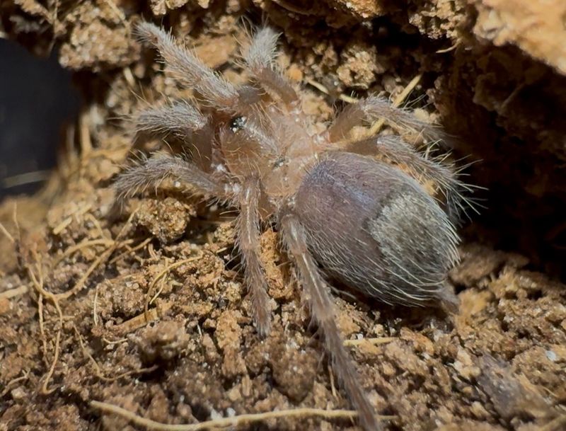 Curly Hair Tarantula (Tliltocatl albopilosus) 1/2-3/4”