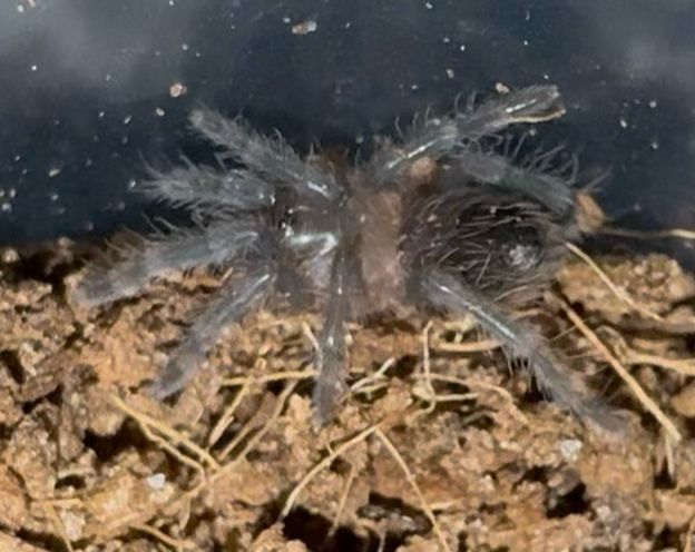 Mexican Red Rump Tarantula (Tliltocatl vagans)