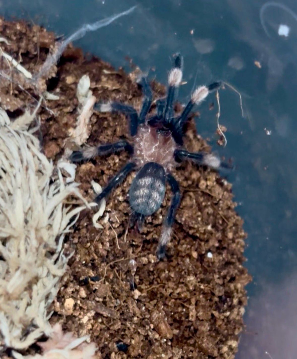 Venezuelan Suntiger (Psalmopoeus irminia) 3/4”