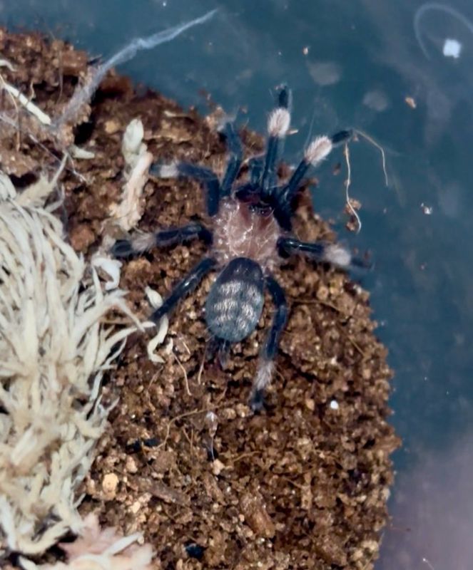 Venezuelan Suntiger Tarantula (Psalmopoeus irminia) 3/4”