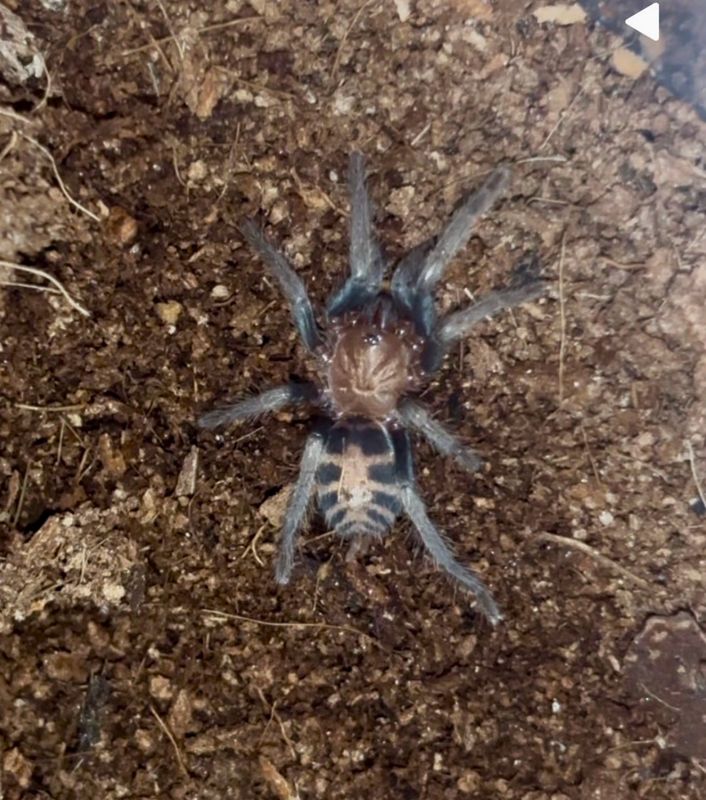 Guatemalan Tiger Rump Tarantula (Davus pentaloris) 1”