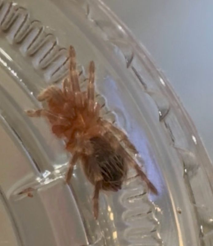 Brazilian whiteknee tarantula (Acanthoscurria geniculata) 1/2”