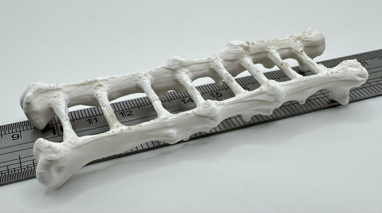 Bones Ladder