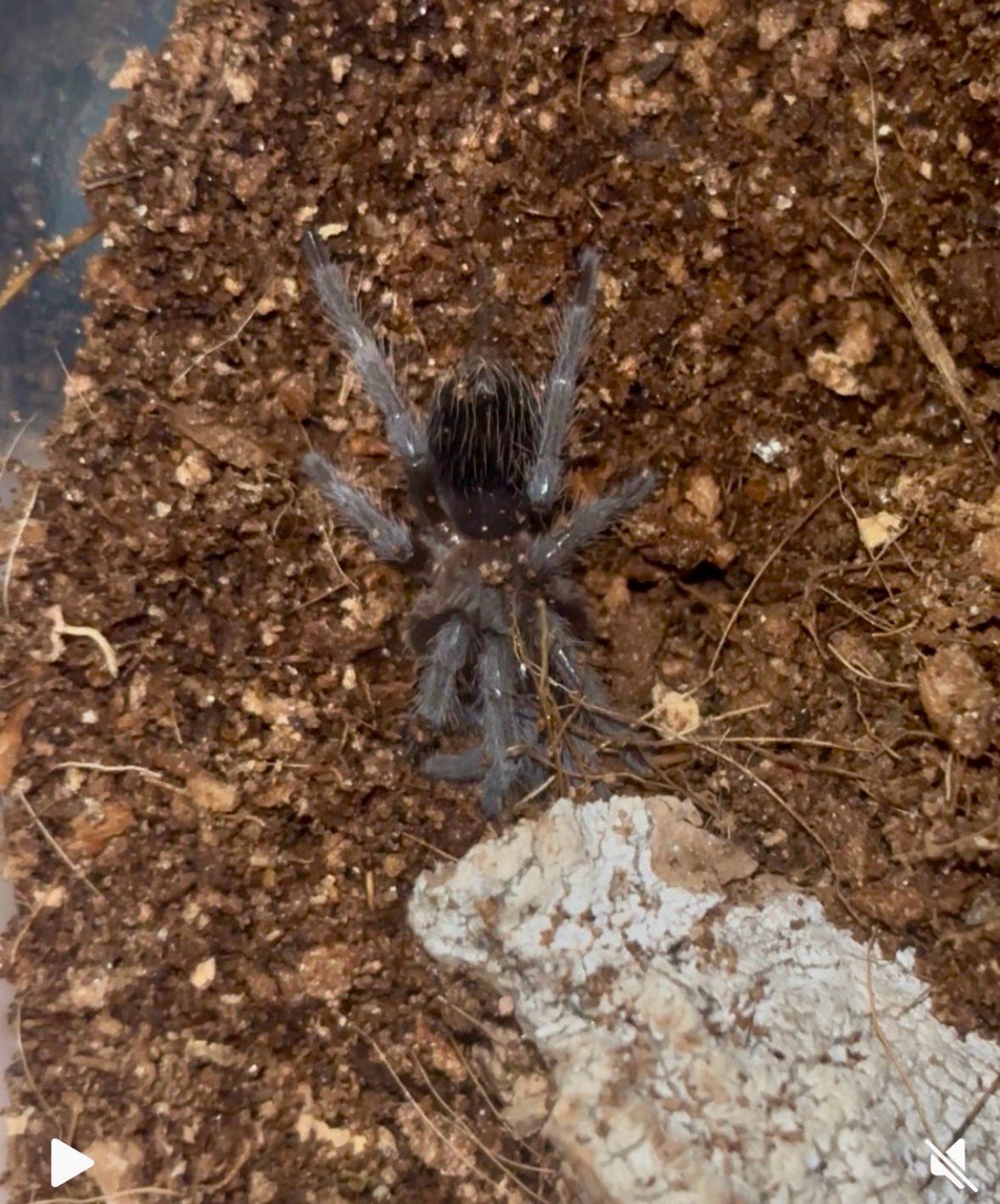 Mexican Rose Grey Tarantula (Tliltocatl verdezi) 1.5”