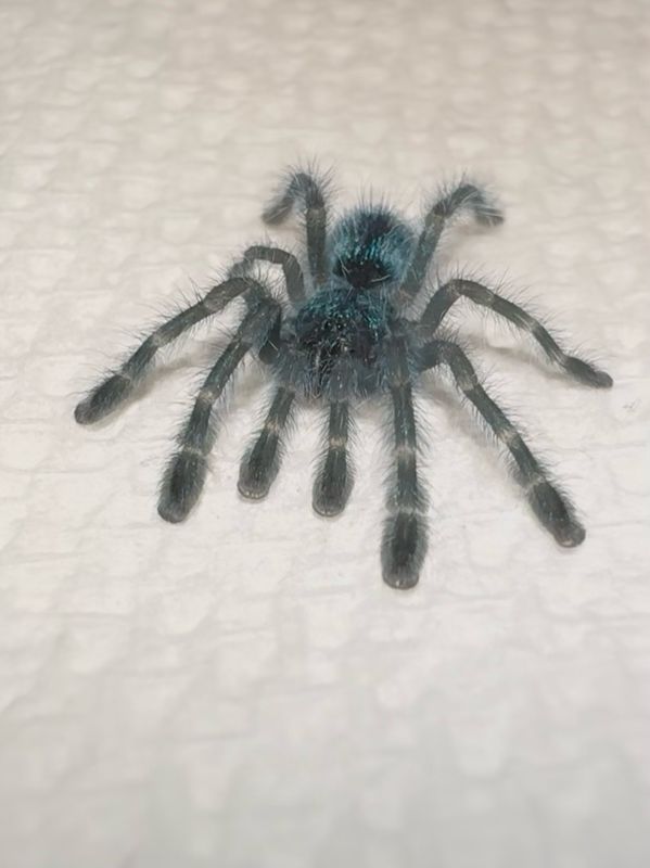 Antilles Pinktoe Tarantula (Caribena versicolor) 3/4”