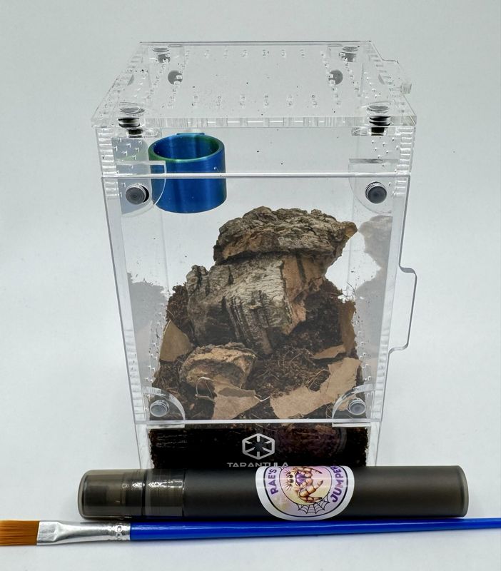 Arboreal Tarantula Setup
