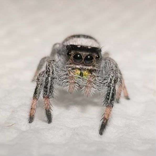Hondo i6 (recessive/white)