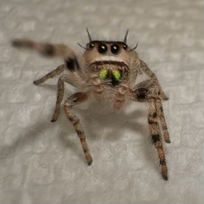 Buddy Sub/adult (Oti)