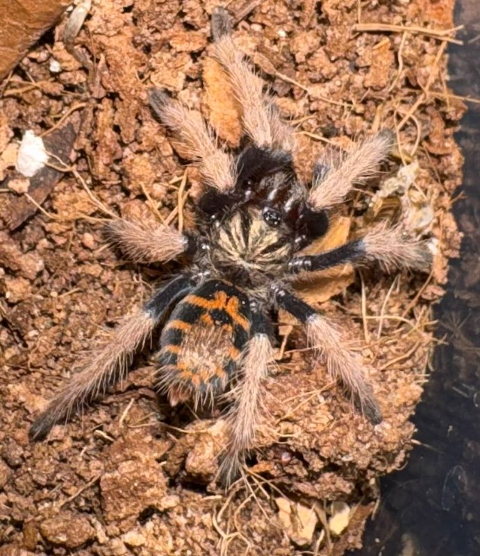 Greenbottle blue Tarantula a.k.a GBB (Chromatopelma cyaneopubescens) 1.25”