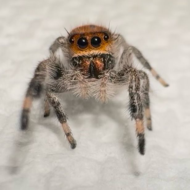 Tangerine i6 (Dragons Breath)