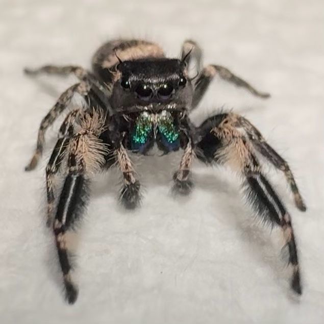 Vlad (mature Otiosus)