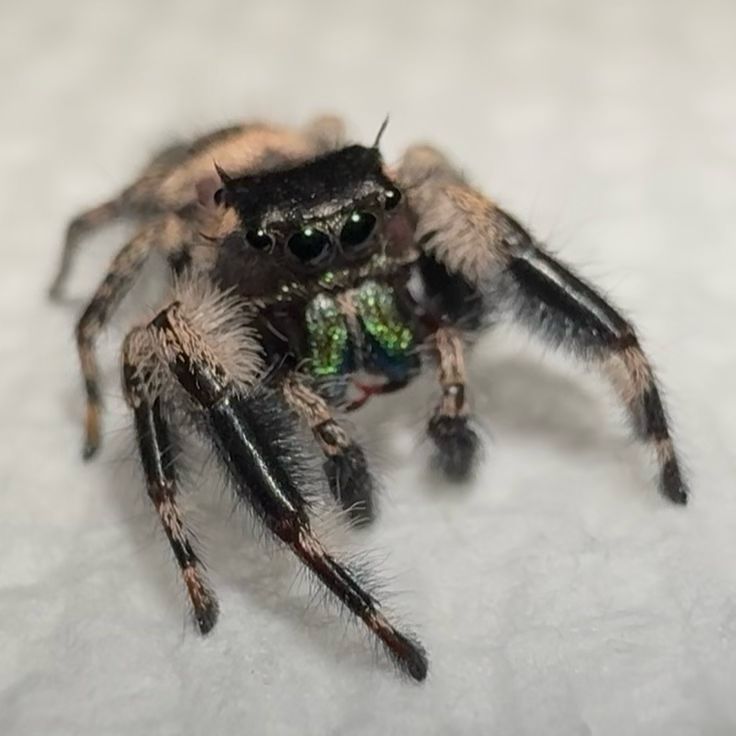 Boris (mature Otiosus)