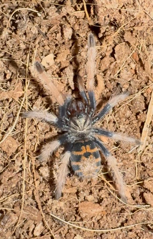 Greenbottle blue Tarantula a.k.a GBB (Chromatopelma cyaneopubescens) 1”