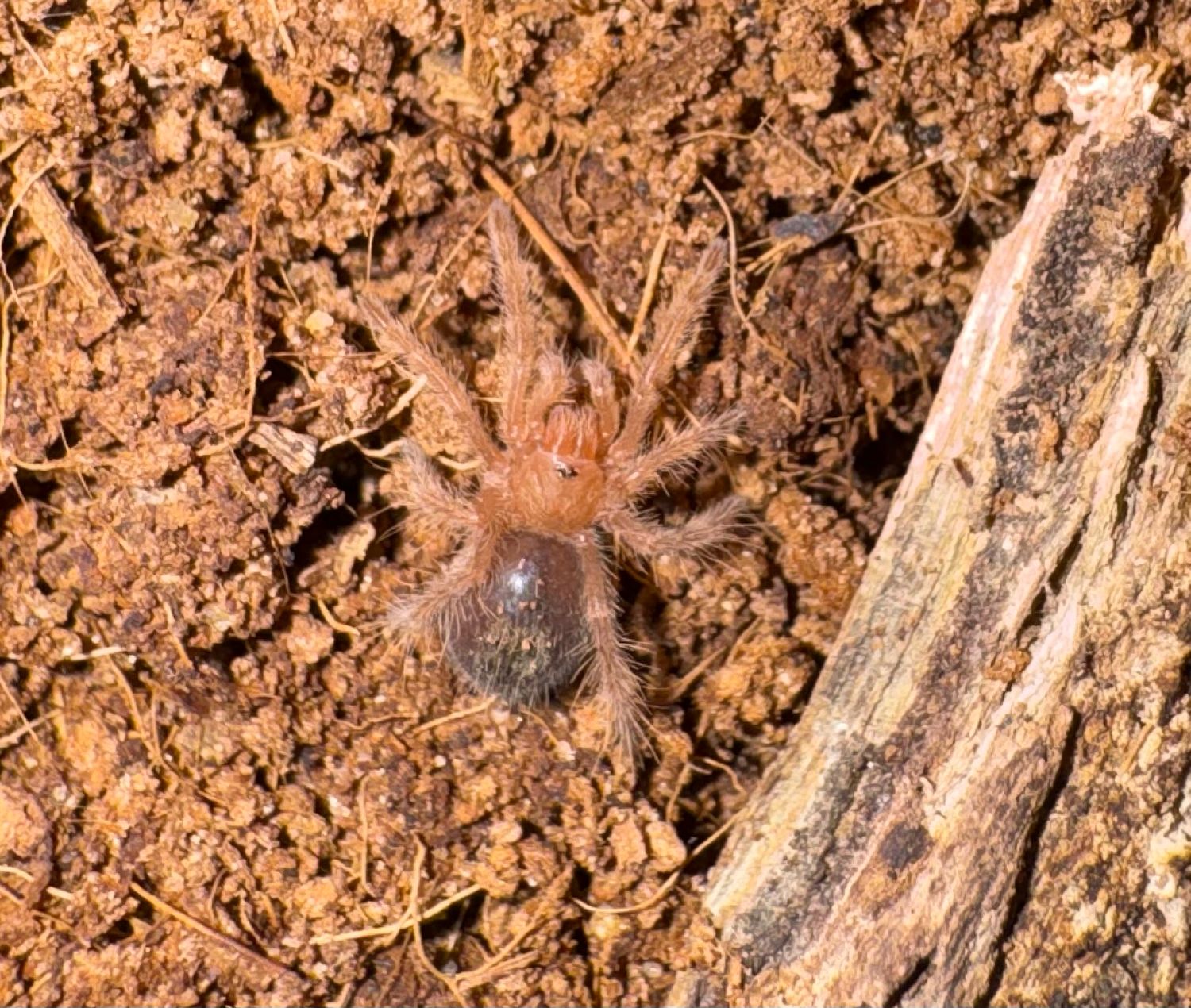 Chaco Golden Knee (Grammostola pulchripes) 1/2”