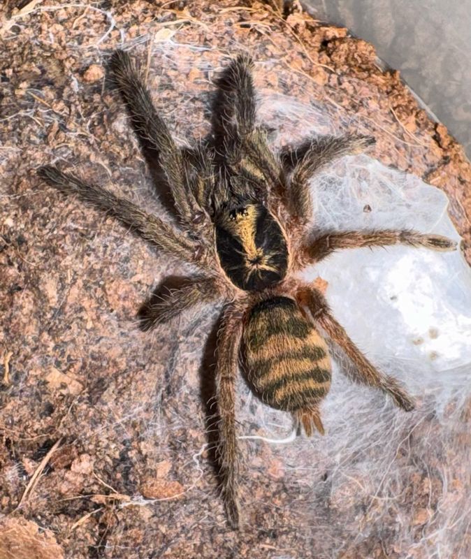 Trinidad Olive (Neoholothele incei) 1.25-1.5”