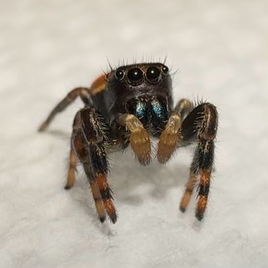 Bucky sub/adult (Apache)