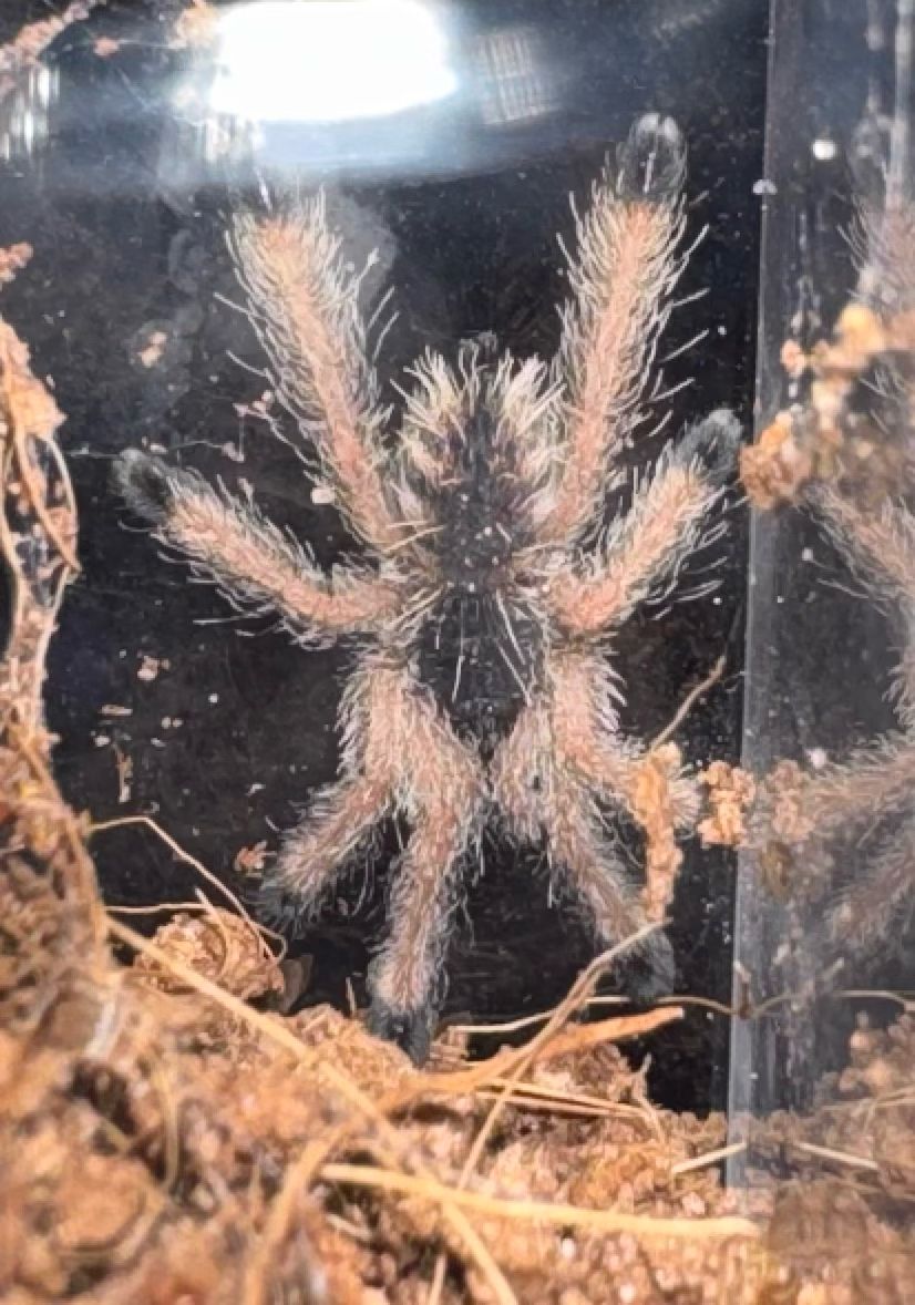 Peru Purple Pinktoe Taranula (Avicularia Juruensis) 1”