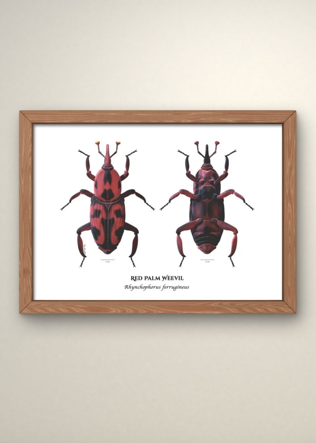 Red Palm Weevil Print