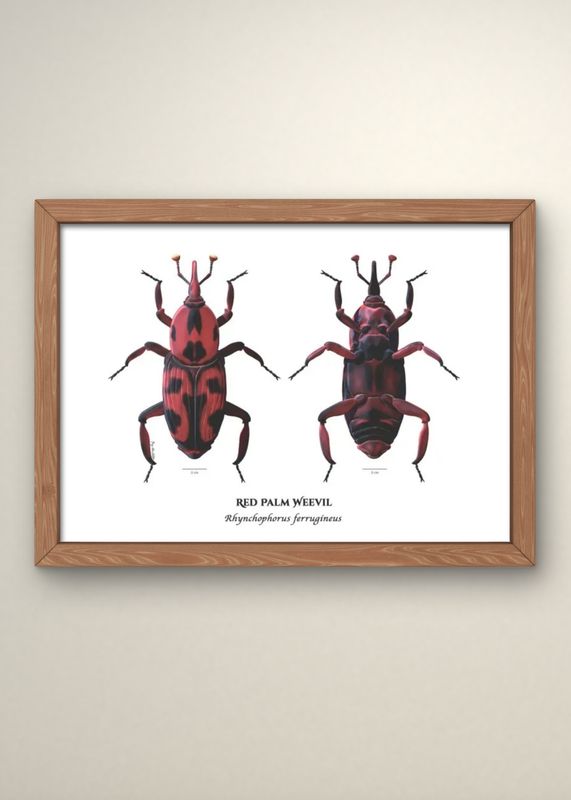 Red Palm Weevil Print