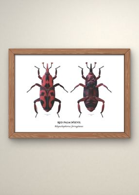 Red Palm Weevil Print