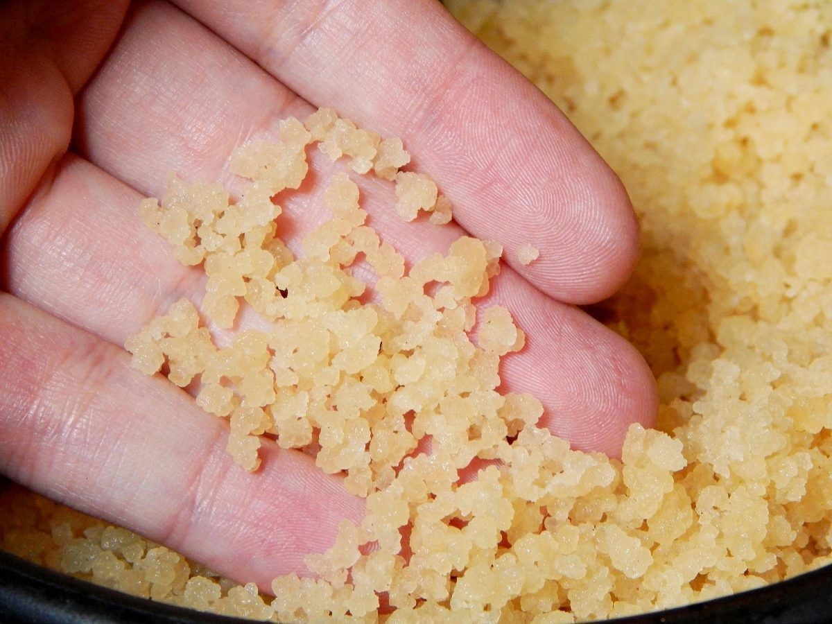 KÉFIR, TÍBICOS, BACILOS - 10 g en Agua o leche