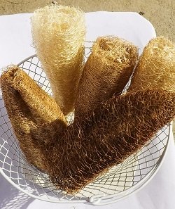 Loofah Sponge