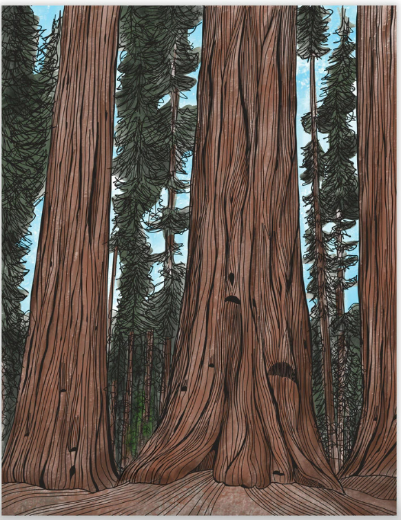 Card - Sequoia Forest Blank