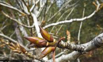 Cottonwood Bud Oil