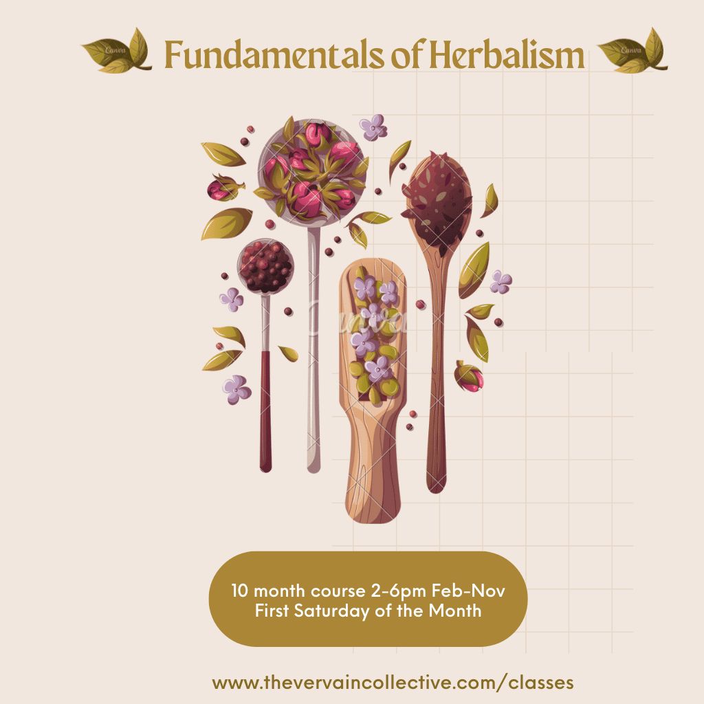 Vervain&#39;s Fundamentals of Herbalism Course - Payment Plan (1st)