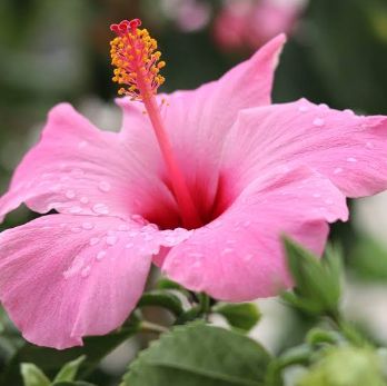 Hibiscus Dew Glow - tube