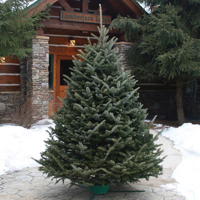 Christmas Trees