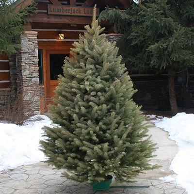 Blue Spruce