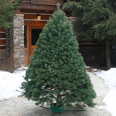 Scotch Pine